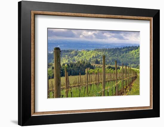 View from Knights Gambit Vineyard, Dundee, Yamhill County, Oregon, USA-Janis Miglavs-Framed Photographic Print