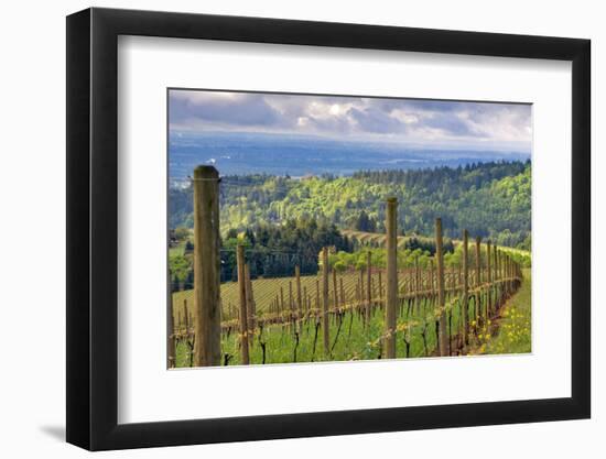 View from Knights Gambit Vineyard, Dundee, Yamhill County, Oregon, USA-Janis Miglavs-Framed Photographic Print