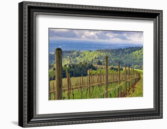 View from Knights Gambit Vineyard, Dundee, Yamhill County, Oregon, USA-Janis Miglavs-Framed Photographic Print