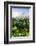 View from the Daraga Church on the Mount Mayon Volcano, Legaspi, Southern Luzon, Philippines-Michael Runkel-Framed Photographic Print