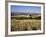 View from the Ridgeway of the Vale of Aylesbury, Buckinghamshire, England, United Kingdom-David Hughes-Framed Photographic Print