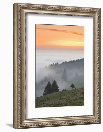 view from the Schauinsland over the Rhine plain at fog, Black Forest, Baden-Wurttemberg, Germany-Markus Lange-Framed Photographic Print