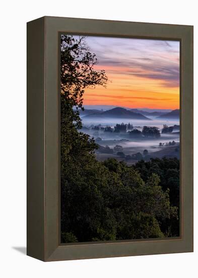 View From The Trees, Sunrise Petaluma Hills, Sonoma County-Vincent James-Framed Premier Image Canvas
