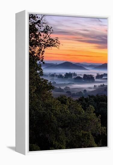 View From The Trees, Sunrise Petaluma Hills, Sonoma County-Vincent James-Framed Premier Image Canvas