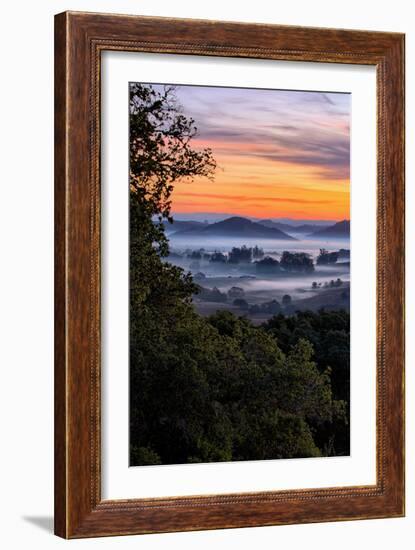 View From The Trees, Sunrise Petaluma Hills, Sonoma County-Vincent James-Framed Photographic Print