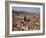 View from the Two Towers of Piazza Di Porta Ravegnana, Bologna, Emilia Romagna, Italy, Europe-Frank Fell-Framed Photographic Print