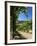 View from Vineyard of the Town of San Gimignano, Tuscany, Italy-Ruth Tomlinson-Framed Photographic Print