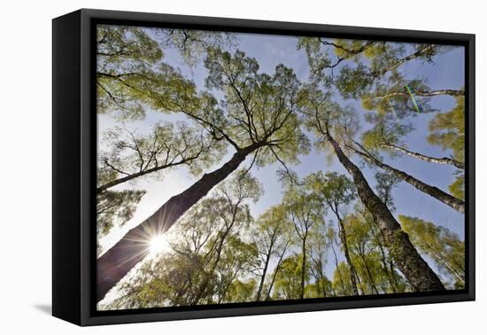 View Looking Up to Silver Birch (Betula Pendula) Canopy in Spring, Craigellachie, Cairngorms Np, UK-Mark Hamblin-Framed Premier Image Canvas