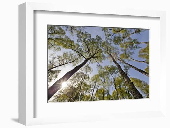 View Looking Up to Silver Birch (Betula Pendula) Canopy in Spring, Craigellachie, Cairngorms Np, UK-Mark Hamblin-Framed Photographic Print