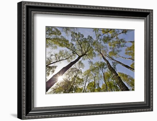 View Looking Up to Silver Birch (Betula Pendula) Canopy in Spring, Craigellachie, Cairngorms Np, UK-Mark Hamblin-Framed Photographic Print