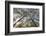 View Looking Up to Silver Birch (Betula Pendula) Canopy in Spring, Craigellachie, Cairngorms Np, UK-Mark Hamblin-Framed Photographic Print