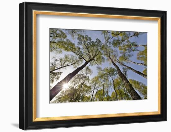 View Looking Up to Silver Birch (Betula Pendula) Canopy in Spring, Craigellachie, Cairngorms Np, UK-Mark Hamblin-Framed Photographic Print