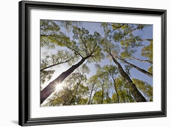 View Looking Up to Silver Birch (Betula Pendula) Canopy in Spring, Craigellachie, Cairngorms Np, UK-Mark Hamblin-Framed Photographic Print