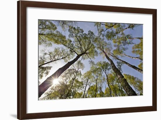 View Looking Up to Silver Birch (Betula Pendula) Canopy in Spring, Craigellachie, Cairngorms Np, UK-Mark Hamblin-Framed Photographic Print