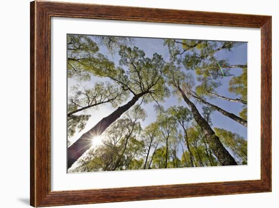 View Looking Up to Silver Birch (Betula Pendula) Canopy in Spring, Craigellachie, Cairngorms Np, UK-Mark Hamblin-Framed Photographic Print