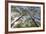 View Looking Up to Silver Birch (Betula Pendula) Canopy in Spring, Craigellachie, Cairngorms Np, UK-Mark Hamblin-Framed Photographic Print