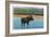 View of a Bull Moose Wading in Water, Yellowstone National Park, Wyoming-Lantern Press-Framed Art Print