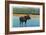 View of a Bull Moose Wading in Water, Yellowstone National Park, Wyoming-Lantern Press-Framed Art Print