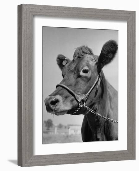 View of a Cow on a Farm-Eliot Elisofon-Framed Photographic Print