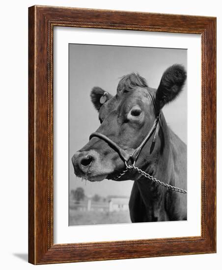 View of a Cow on a Farm-Eliot Elisofon-Framed Photographic Print