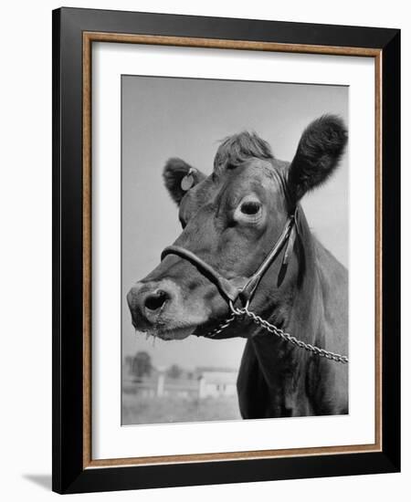 View of a Cow on a Farm-Eliot Elisofon-Framed Photographic Print