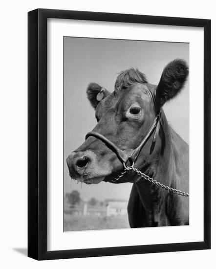 View of a Cow on a Farm-Eliot Elisofon-Framed Photographic Print