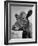 View of a Cow on a Farm-Eliot Elisofon-Framed Photographic Print