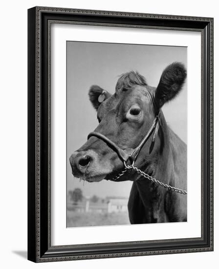 View of a Cow on a Farm-Eliot Elisofon-Framed Photographic Print