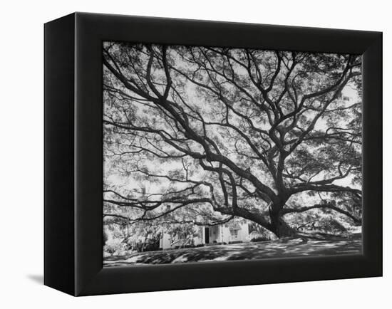 View of a Monkey Pod Tree-Eliot Elisofon-Framed Premier Image Canvas