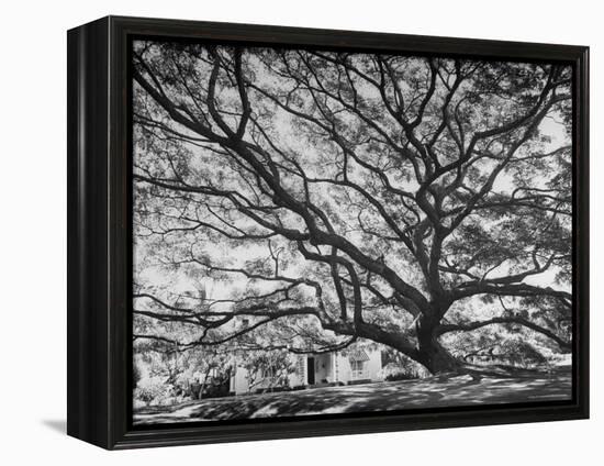 View of a Monkey Pod Tree-Eliot Elisofon-Framed Premier Image Canvas