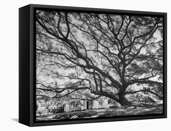 View of a Monkey Pod Tree-Eliot Elisofon-Framed Premier Image Canvas