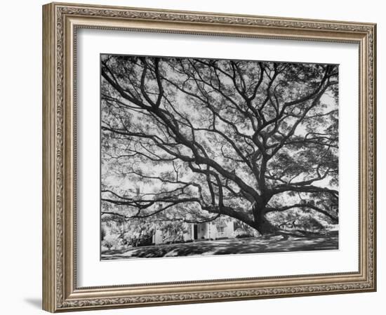 View of a Monkey Pod Tree-Eliot Elisofon-Framed Photographic Print