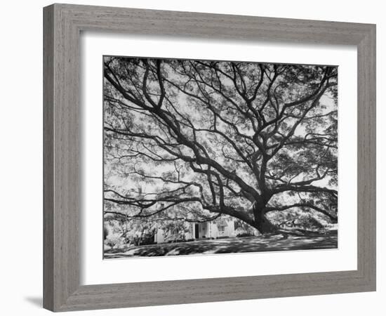 View of a Monkey Pod Tree-Eliot Elisofon-Framed Photographic Print