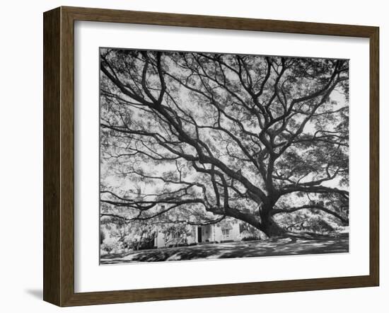 View of a Monkey Pod Tree-Eliot Elisofon-Framed Photographic Print