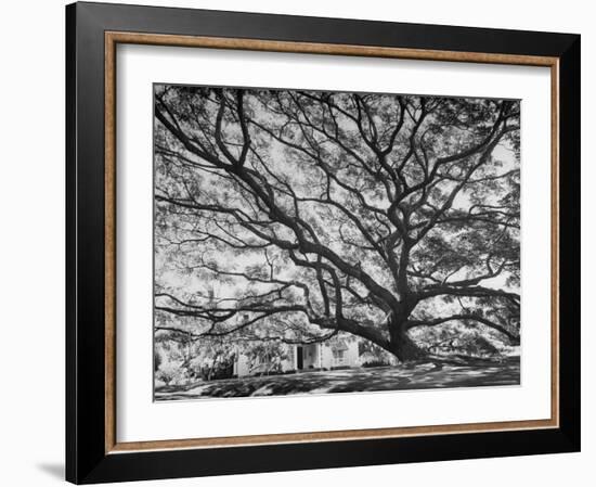 View of a Monkey Pod Tree-Eliot Elisofon-Framed Photographic Print