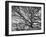 View of a Monkey Pod Tree-Eliot Elisofon-Framed Photographic Print