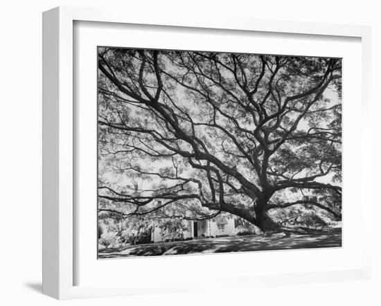 View of a Monkey Pod Tree-Eliot Elisofon-Framed Photographic Print