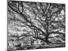 View of a Monkey Pod Tree-Eliot Elisofon-Mounted Photographic Print