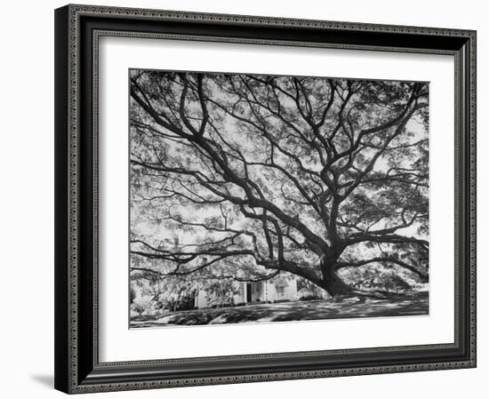 View of a Monkey Pod Tree-Eliot Elisofon-Framed Photographic Print