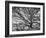 View of a Monkey Pod Tree-Eliot Elisofon-Framed Photographic Print