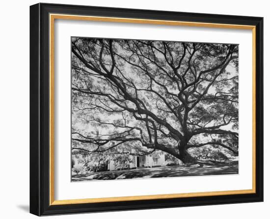View of a Monkey Pod Tree-Eliot Elisofon-Framed Photographic Print