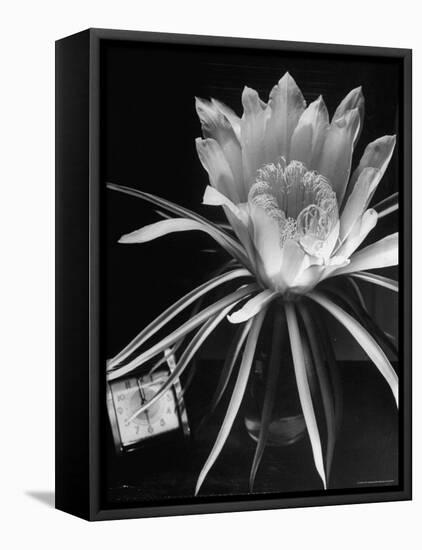 View of a Night Blooming Cereus Blooming at 12:00 AM-Eliot Elisofon-Framed Premier Image Canvas