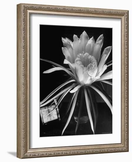 View of a Night Blooming Cereus Blooming at 12:00 AM-Eliot Elisofon-Framed Photographic Print