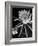 View of a Night Blooming Cereus Blooming at 12:00 AM-Eliot Elisofon-Framed Photographic Print