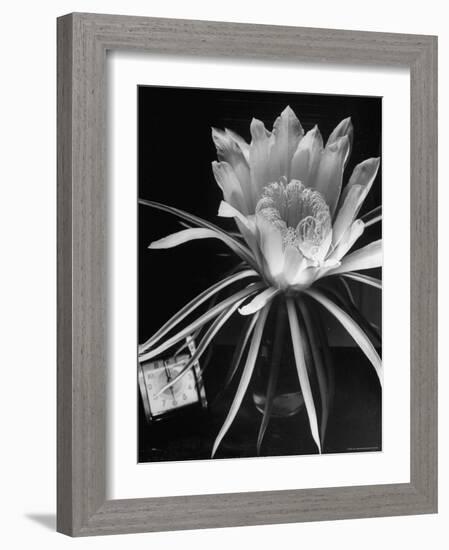 View of a Night Blooming Cereus Blooming at 12:00 AM-Eliot Elisofon-Framed Photographic Print