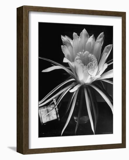 View of a Night Blooming Cereus Blooming at 12:00 AM-Eliot Elisofon-Framed Photographic Print