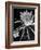 View of a Night Blooming Cereus Blooming at 12:00 AM-Eliot Elisofon-Framed Photographic Print