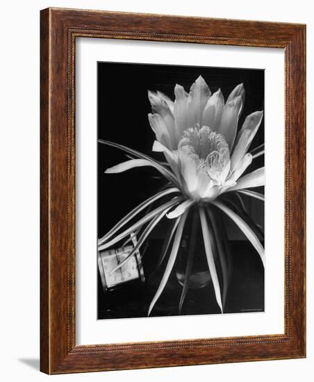 View of a Night Blooming Cereus Blooming at 12:00 AM-Eliot Elisofon-Framed Photographic Print