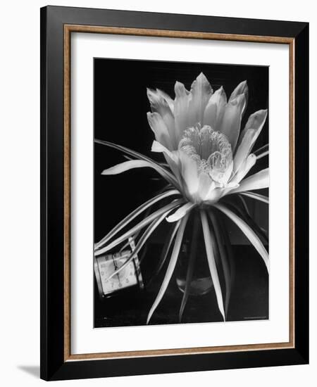 View of a Night Blooming Cereus Blooming at 12:00 AM-Eliot Elisofon-Framed Photographic Print