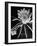 View of a Night Blooming Cereus Blooming at 12:00 AM-Eliot Elisofon-Framed Photographic Print